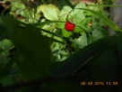 2015-08-06-120838