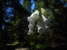 2017-07-29_120357