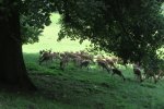 IMG_0199